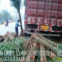 江西竹柳育苗批發(fā)