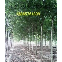 山東冠縣供應(yīng)毛白楊速生楊速生柳垂柳苗木