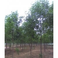 供應(yīng)各種規(guī)格白蠟