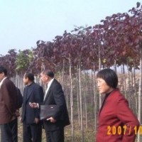 出售白蠟，國槐，柳樹，速生白蠟國槐，榆樹