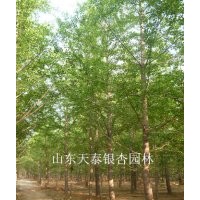專供銀杏樹(shù)
