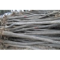 供應(yīng)國槐3-60公分，法桐，合歡