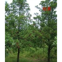 最新杜英價(jià)格報(bào)價(jià)