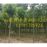 青桐5-18公分山東貨源成活率高樹形好