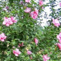 低價供應(yīng)木槿，紫薇，紫葉李，大葉女貞，櫻花