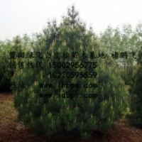 陜西藍(lán)田白皮松苗圃基地