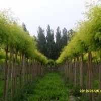 供應(yīng)金葉槐