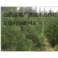 白皮松出售、80-1米白皮松價(jià)格優(yōu)惠供應(yīng)