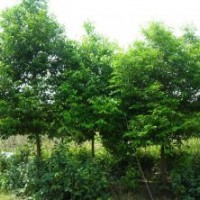 天竺桂苗圃價(jià)格 小葉楨楠 楨楠苗木