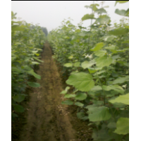 毛白楊1-3cm500000棵