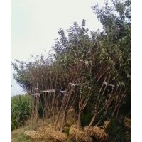 出售櫻花，碧桃，海棠