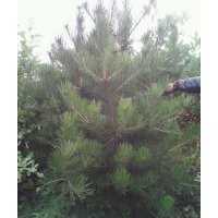 低價銷售云杉，油松，五角楓，白樺