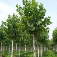 供應(yīng)法桐 垂柳 速生柳 火炬