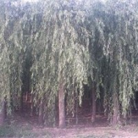 供應(yīng)各種規(guī)格垂柳