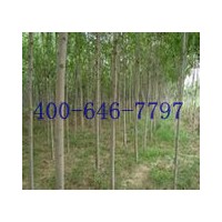 8-20公分白蠟樹山東貨源樹形好