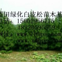 優(yōu)質(zhì)綠化白皮松苗木基地