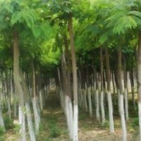 供應(yīng)落葉喬木國槐，法桐，合歡，垂柳，5-30公分供應(yīng)國槐，法桐