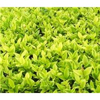 大量供應(yīng)金森女貞，金森女貞苗，金森女貞工程苗，金森女貞營養(yǎng)杯