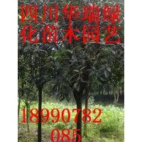 紅葉李、八月桂、天竺桂大量出售