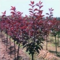 大量供應(yīng)紫葉矮櫻，紫葉李，木槿，櫻花，紫葉桃