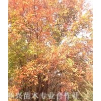 大量供應(yīng)擰筋槭，叢生擰筋槭