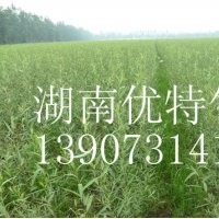 竹柳工程苗圖片