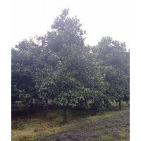 成都蒂楠園林苗圃低價(jià)供應(yīng)廣玉蘭