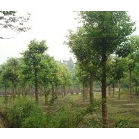 天竺桂-成都蒂楠園林苗圃低價(jià)