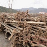 供應(yīng)裸根截桿五角楓