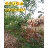 山東國槐小苗；速生國槐苗；國槐苗基地