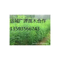 山西國(guó)槐小苗、大量國(guó)槐小苗供應(yīng)、價(jià)格優(yōu)惠