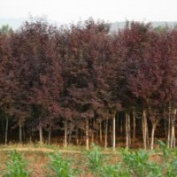 湖南紅葉李價(jià)格，紅葉李小苗批發(fā)，紅葉李工程苗批發(fā)