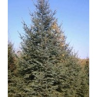 供應(yīng)各種扦插播種小苗成品苗工程苗