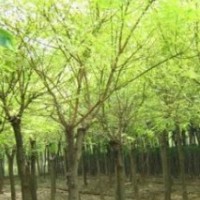 大量供應(yīng)黃金槐，合歡，欒樹，國槐，銀杏，櫸樹，意楊