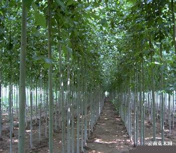 供應白蠟苗 3-8公分白蠟樹 白蠟價格 白蠟基地 優(yōu)質白蠟綠化首選