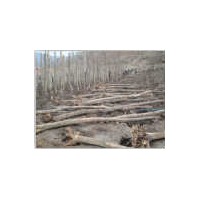 供應(yīng)裸根截干五角楓胸徑2-14cm 遼寧桓仁和興苗木基地