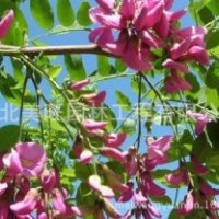 供應(yīng)優(yōu)質(zhì)香花槐