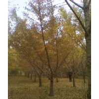 供應嫁接銀杏樹