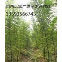 國槐小苗出售、大量國槐小苗、國槐小苗價(jià)格
