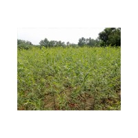 速生楊|速生楊價(jià)格|速生楊種植基地|冠縣農(nóng)稷苗木