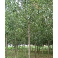 紫葉李 紅葉碧桃 華山松 白皮松 木瓜等綠化苗