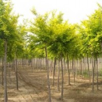 供應(yīng)金葉榆