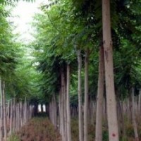 低價供應(yīng)白臘，香樟，櫸樹，馬褂木，七葉樹，法桐