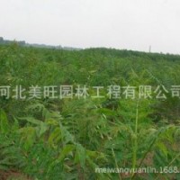 供應(yīng)優(yōu)質(zhì)千頭椿