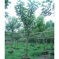 福建黃槿供應商，黃槿的價格