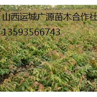 香椿苗出售、1米以上香椿苗價(jià)格優(yōu)惠