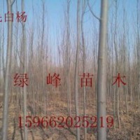 出售苗木：1-20CM毛白楊、春樹、速生法桐、國(guó)槐、白臘、垂