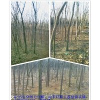 供應絨毛白蠟，百日紅，百日紅小苗，木瓜