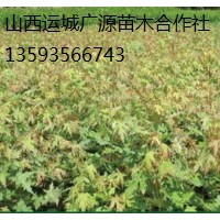 五角楓出售、2-5公分五角楓低價(jià)供應(yīng)