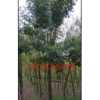 河北白蠟、白蠟之鄉(xiāng)9公分380元